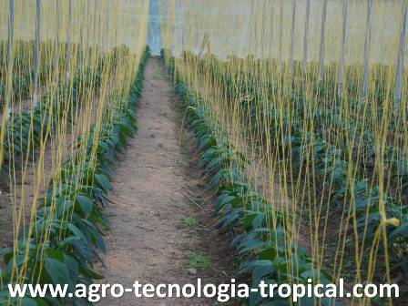 Desarrollo de los pimentones sobre suelo mejorado con materia orgánica